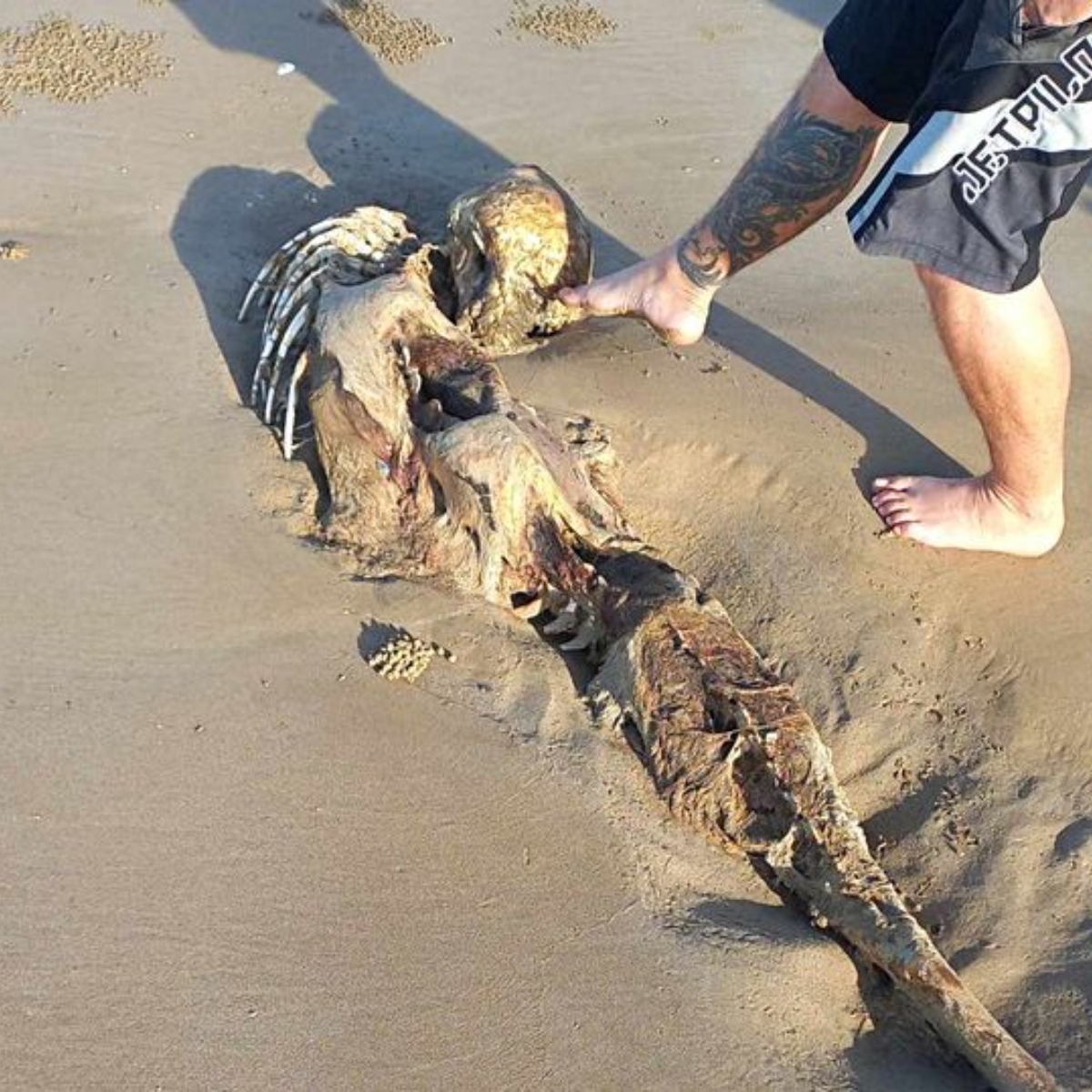  Ossada misteriosa é encontrada em praia e faz testemunhas acreditarem em sereia 