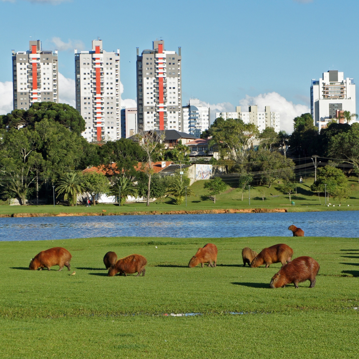  Curitiba 