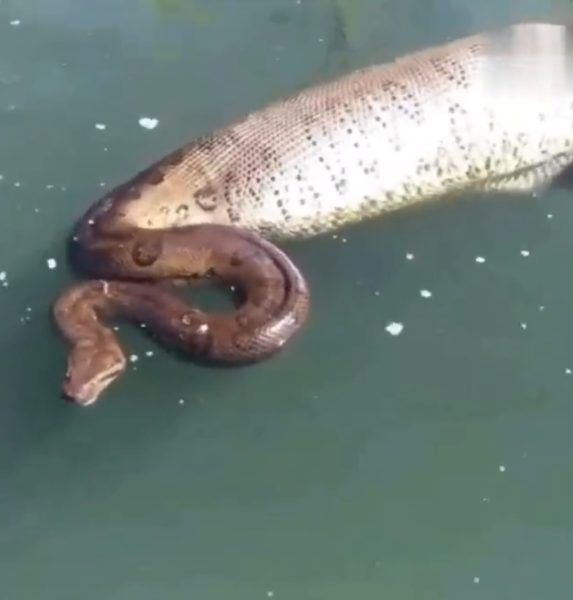 Nas imagens que circulam nas redes sociais é possível ver o animal com parte do corpo para fora da água enquanto era observado à distância.