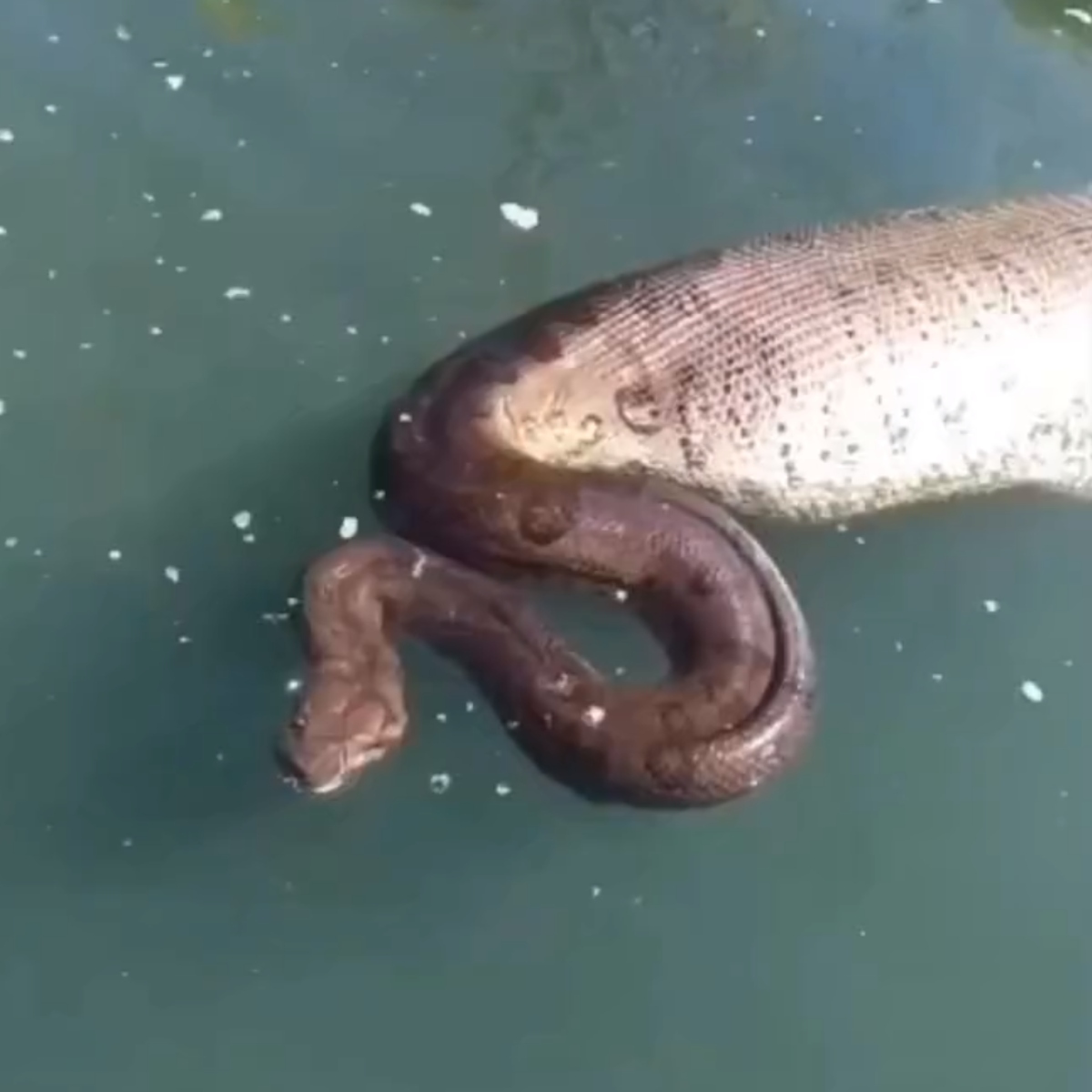  “Olha o tamanho! Isso aqui dá uns oito metros”, diz um dos pescadores a bordo de uma canoa. 