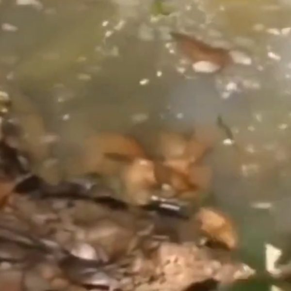 VÍDEO: Homem pensa que sucuri está morta e é atacado pelo animal