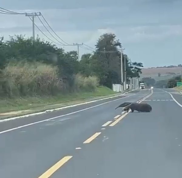 tamanduá na rodovia