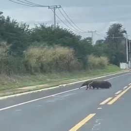 tamanduá na rodovia