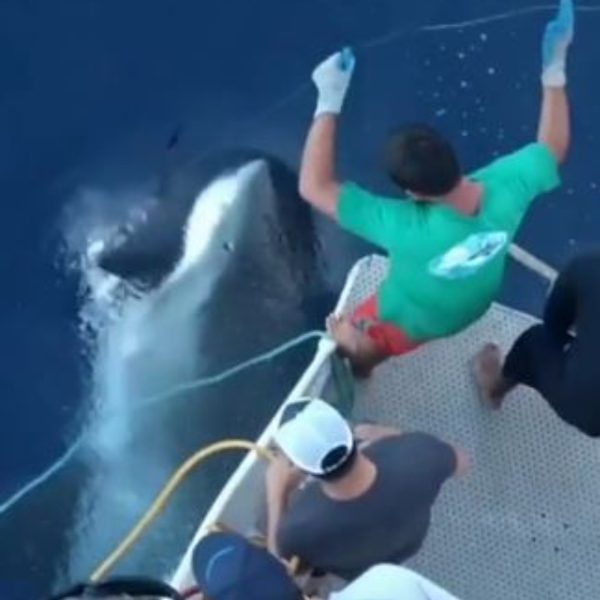 VÍDEO: Tubarão se alimenta de atum enquanto homens pescavam o peixe