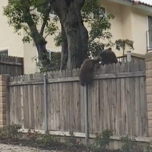 Vídeo mostra mãe ursa ajudando o filhote e subir muro; ASSISTA