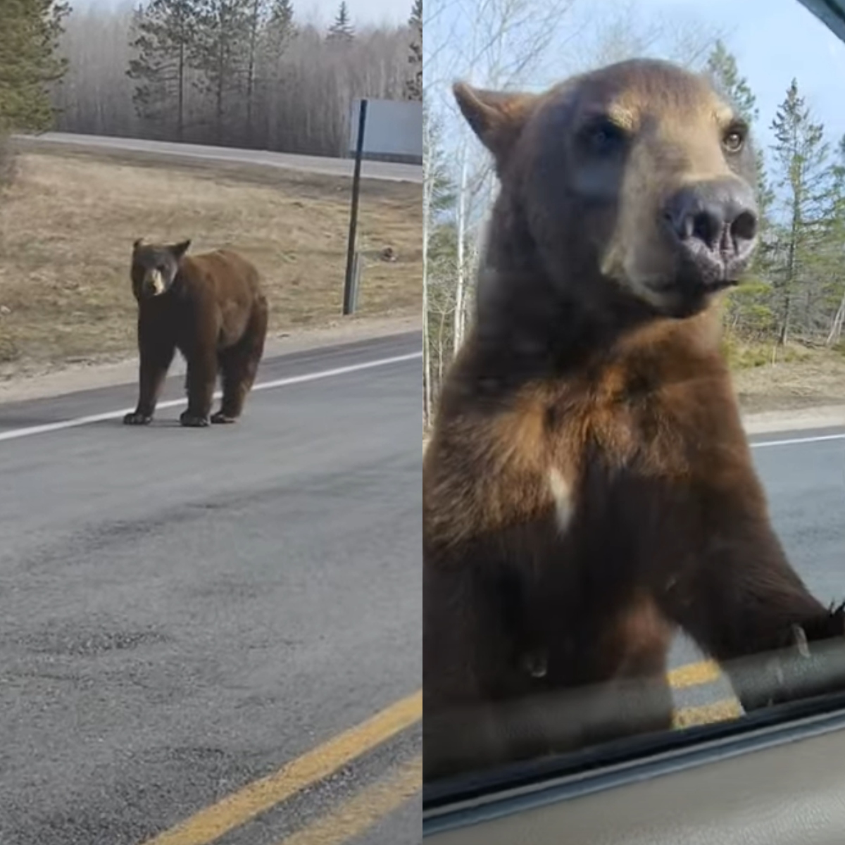  urso negro andando na estrada e tentando entrar em carro 