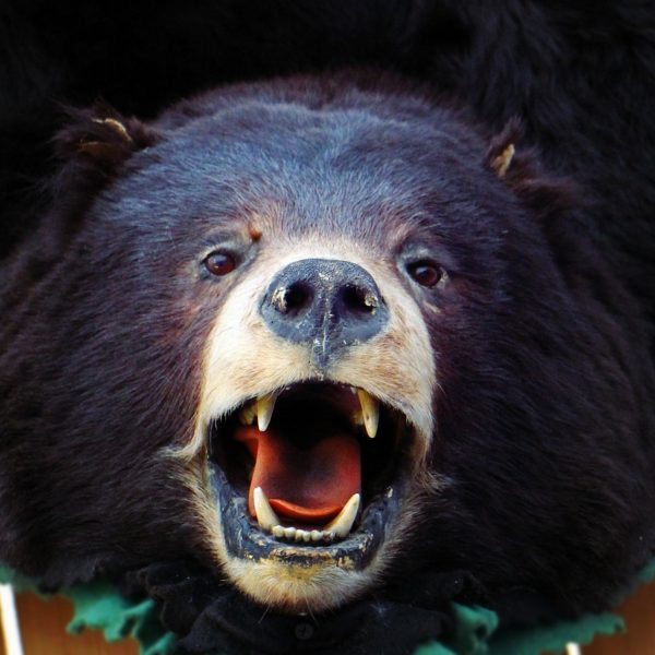 urso negro busca comida em janela de carro na estrada