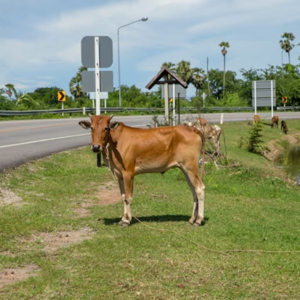 Motociclista morre e passageira fica ferida após atropelar vaca solta na rodovia