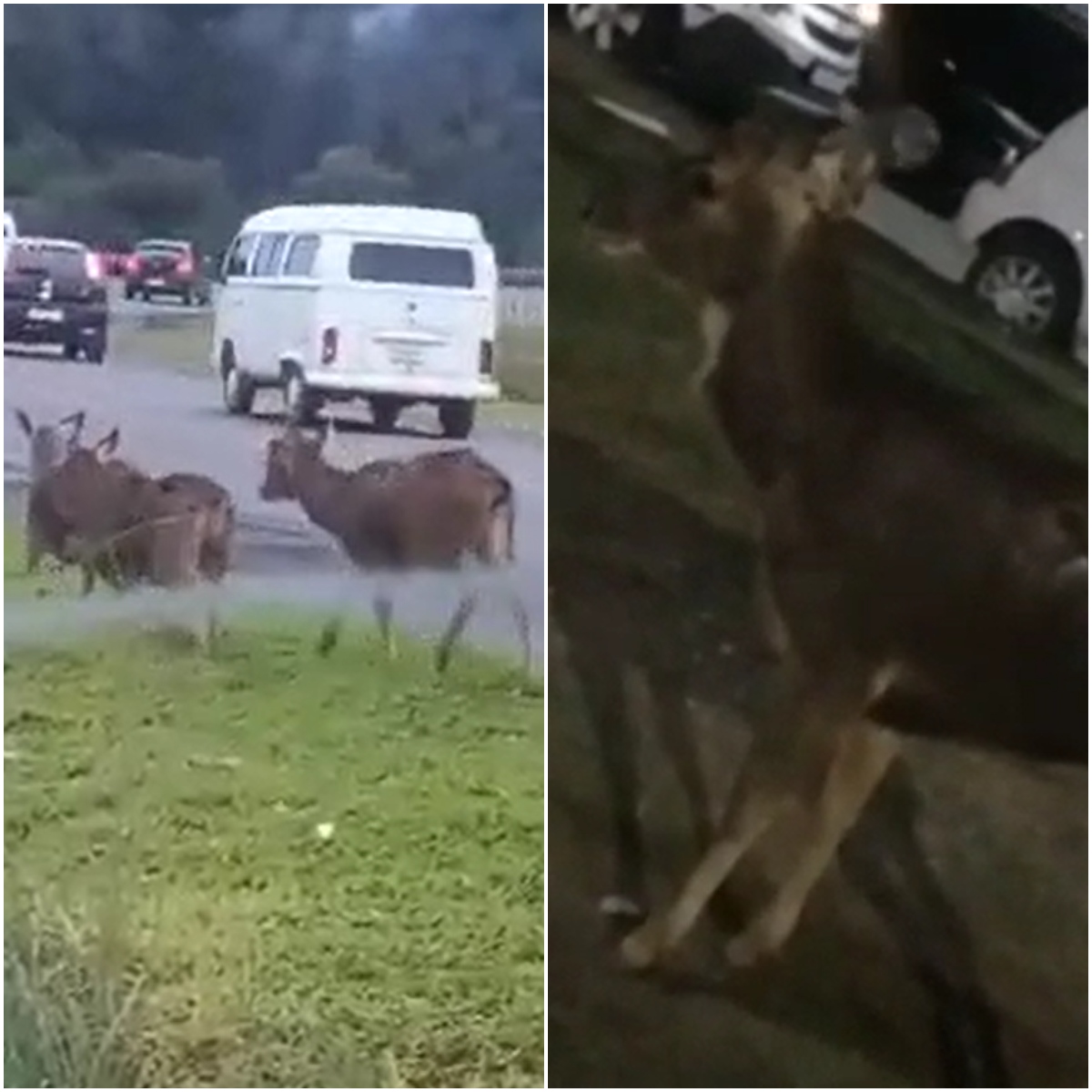  No primeiro vídeo, que viralizou nas redes sociais, um morador fica surpreso ao encontrar o animal perto do terminal de ônibus do bairro Cachoeira. 