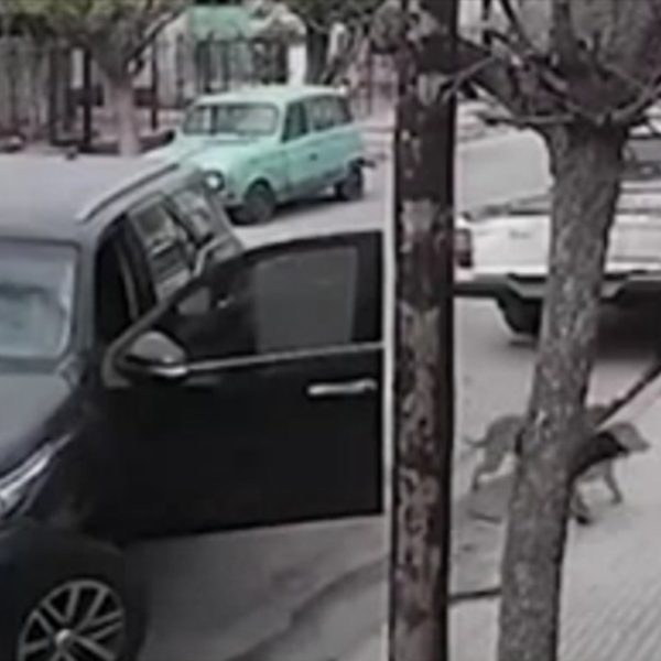 VÍDEO: Cachorro entra em carro de dono, pisa no acelerador e bate em muro