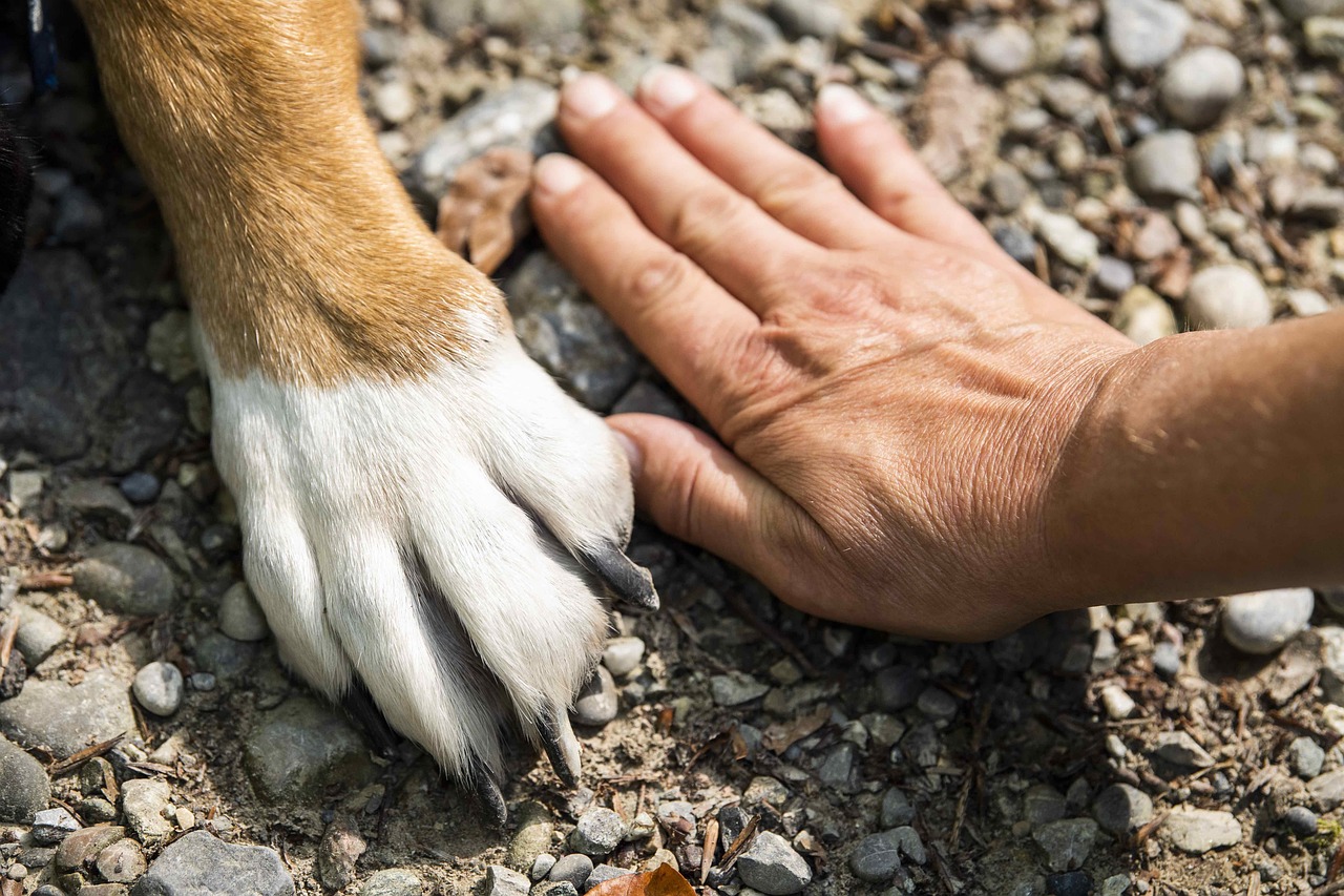  Cão morto a tiros interior do Paraná 