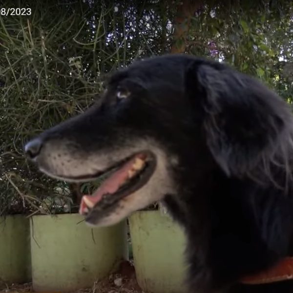 seu zé adotado pelo cantor zezé di camargo