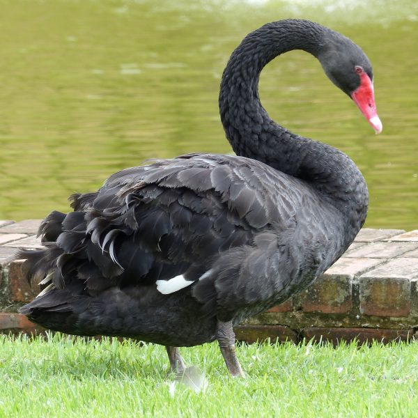 Cisne-negro do parque Eduardo Guinle