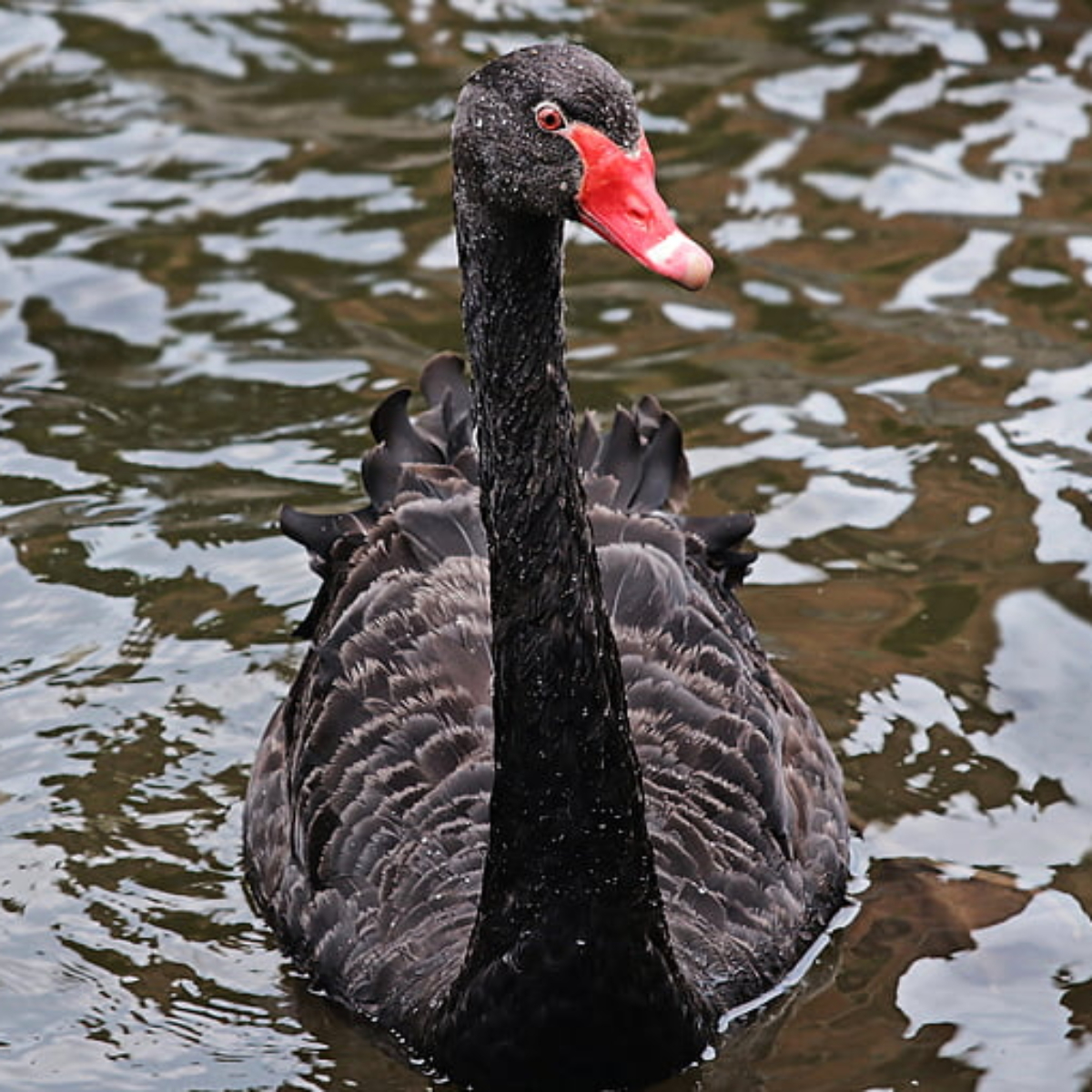  Cisne-negro 