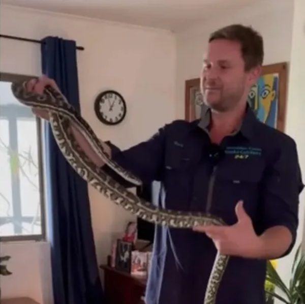 VÍDEO: Família escuta barulho em parede e encontra cobra gigante atrás de quadro