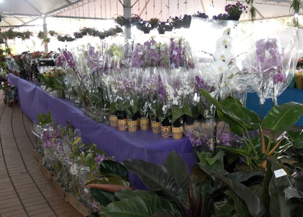 Expoflor começa em Maringá