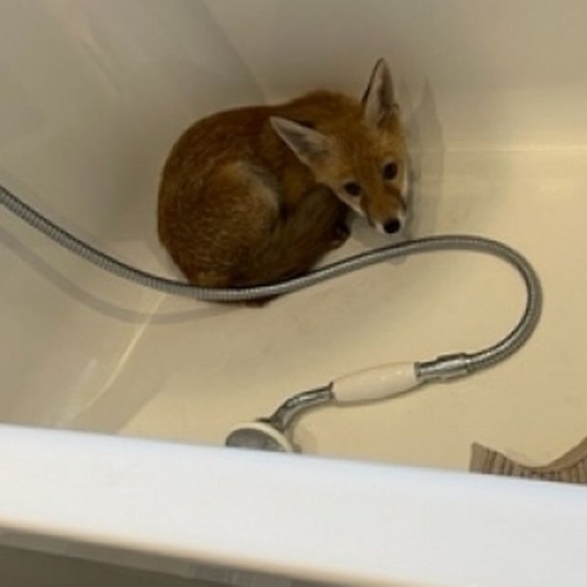  Família se surpreende ao encontrar filhote de raposa na banheira de casa 