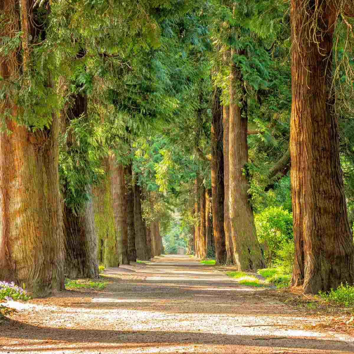  floresta - natureza - folhas - árvores - candomblé 