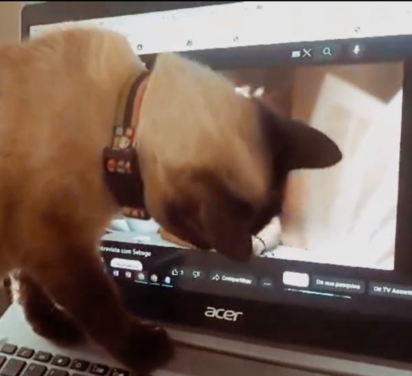 Vídeos de pássaros para gatos assistirem - TV para gatos (NOVO) 