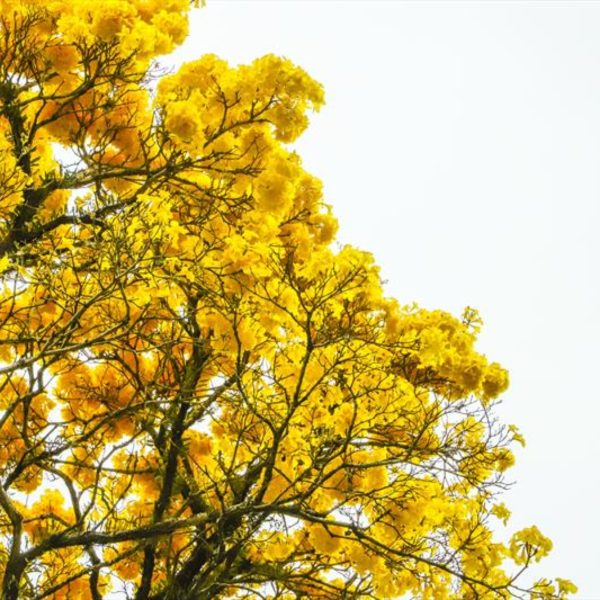 florada ipês amarelos em Curitiba