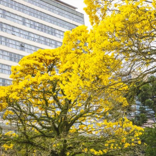 florada ipês amarelos em Curitiba