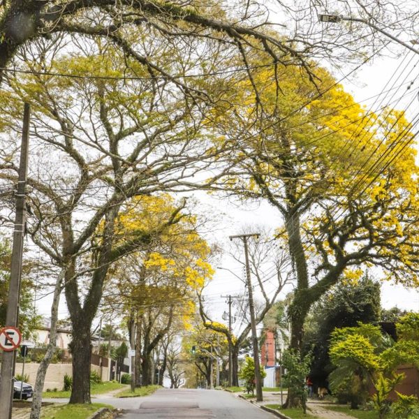 florada ipês amarelos em Curitiba