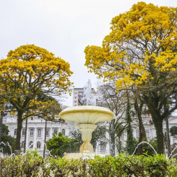 florada ipês amarelos em Curitiba