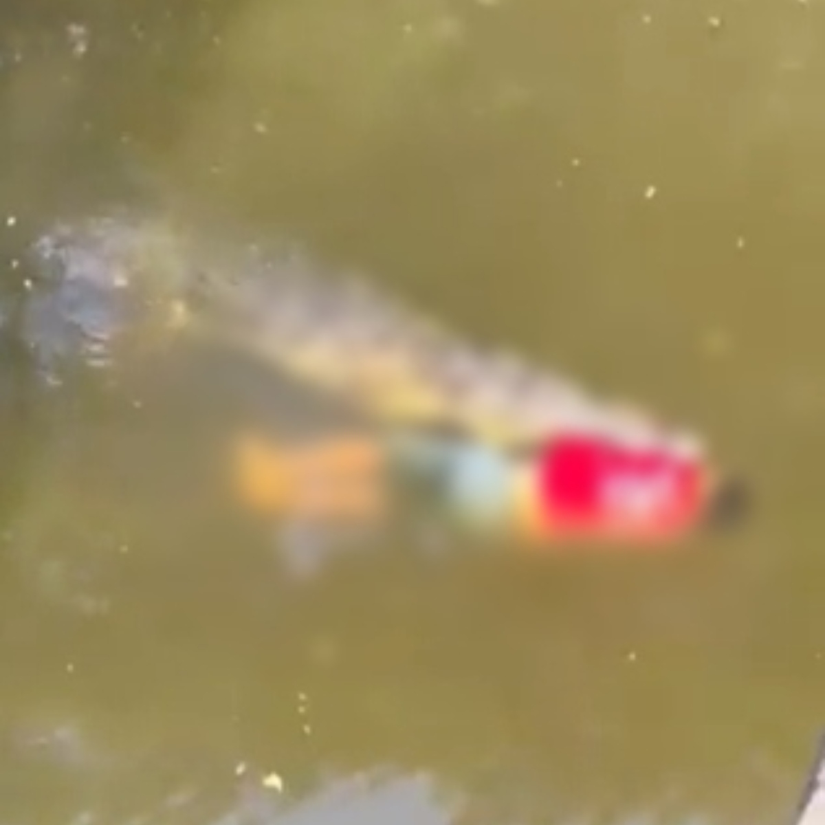  VÍDEO: Jogador de futebol morre ao ser atacado por crocodilo em rio 