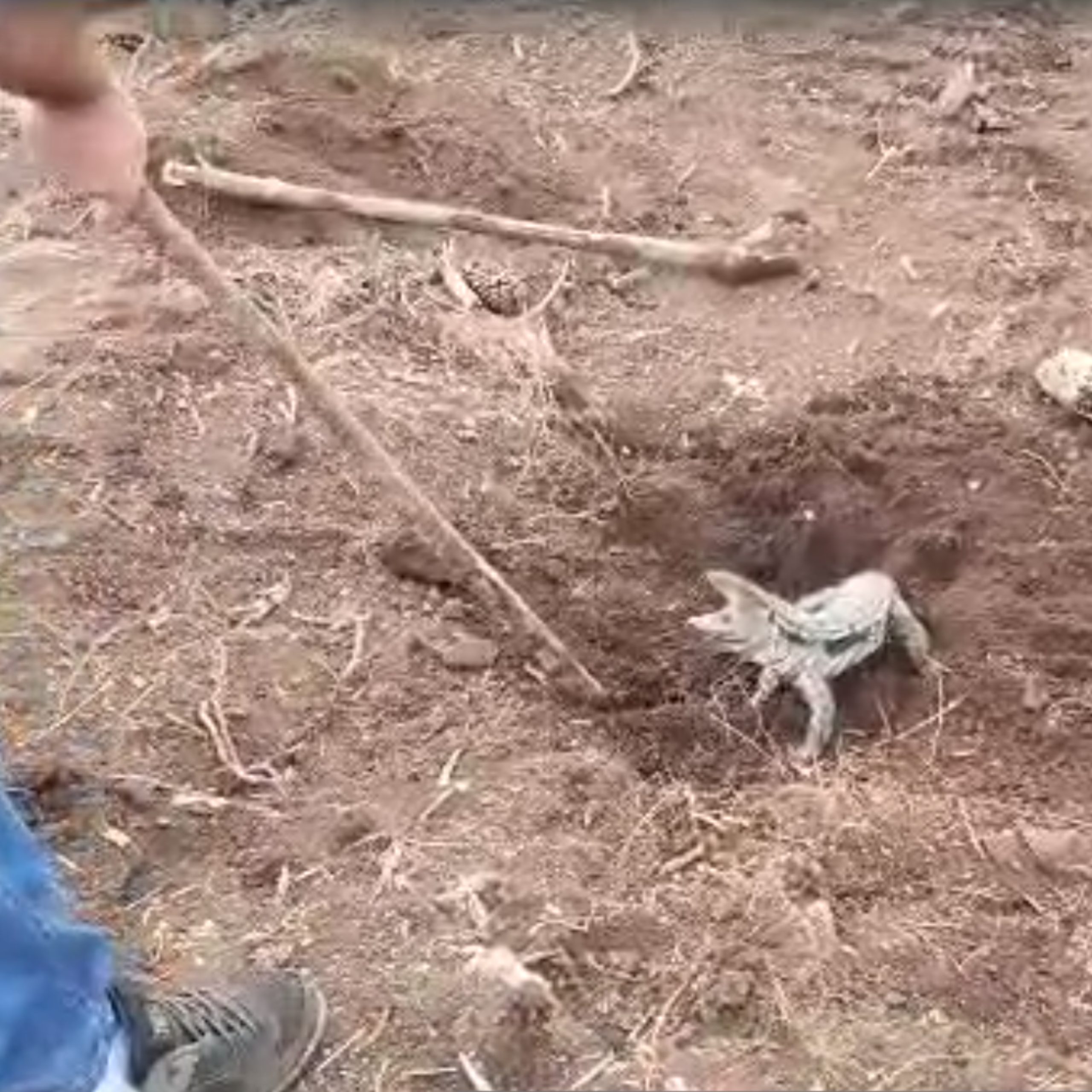  família resgata lagarto que ficou com rabo soterrado em obra de hidrelétrica - clevelândia 