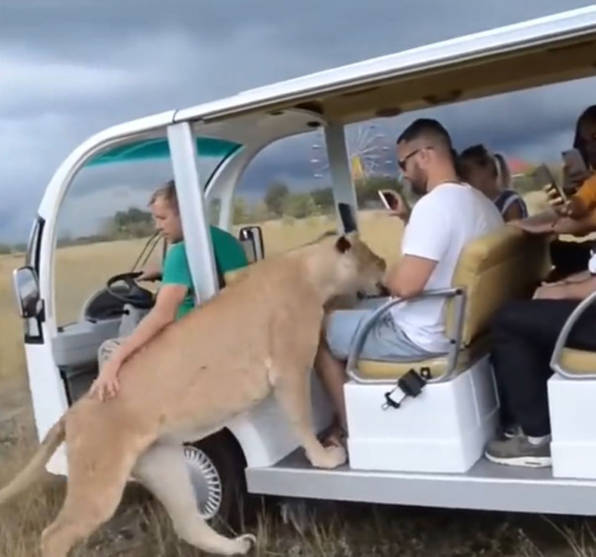  leoa-invade-carro-tuiristas-pede-carinho 