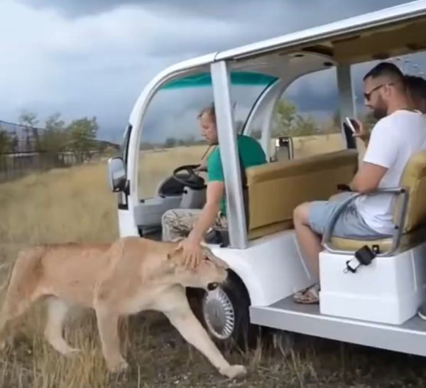 leoa-invade-carro-turistas