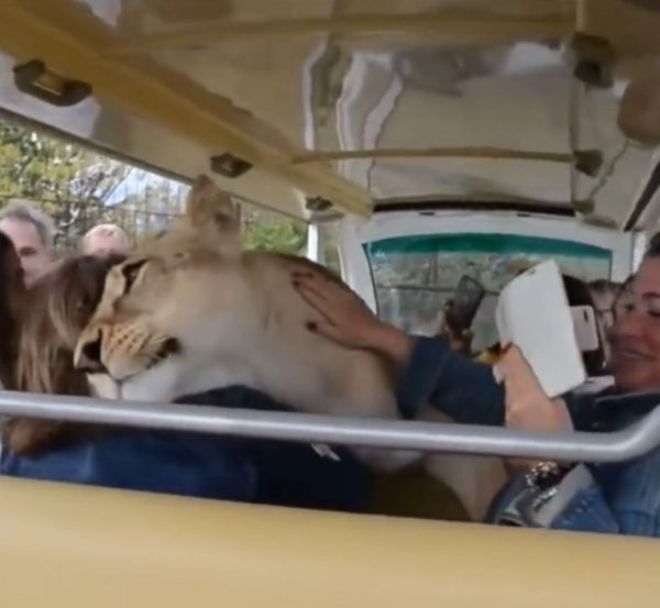 leoa-invade-carro-turistas-gatinha-carente