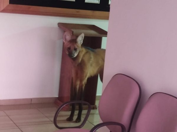 lobo-guará no batalhão da polícia militar