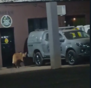 lobo-guará no batalhão da polícia militar