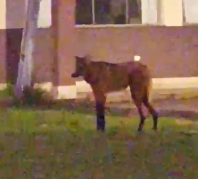 lobo-guará no batalhão da polícia militar