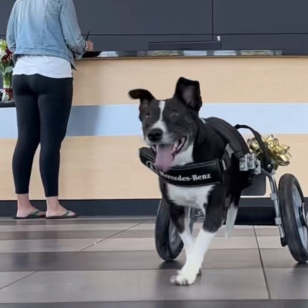 cachorrinha ganha cadeira de rodas da Mercedes Benz