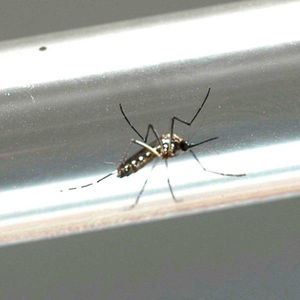dengue-mosquito-epidemia