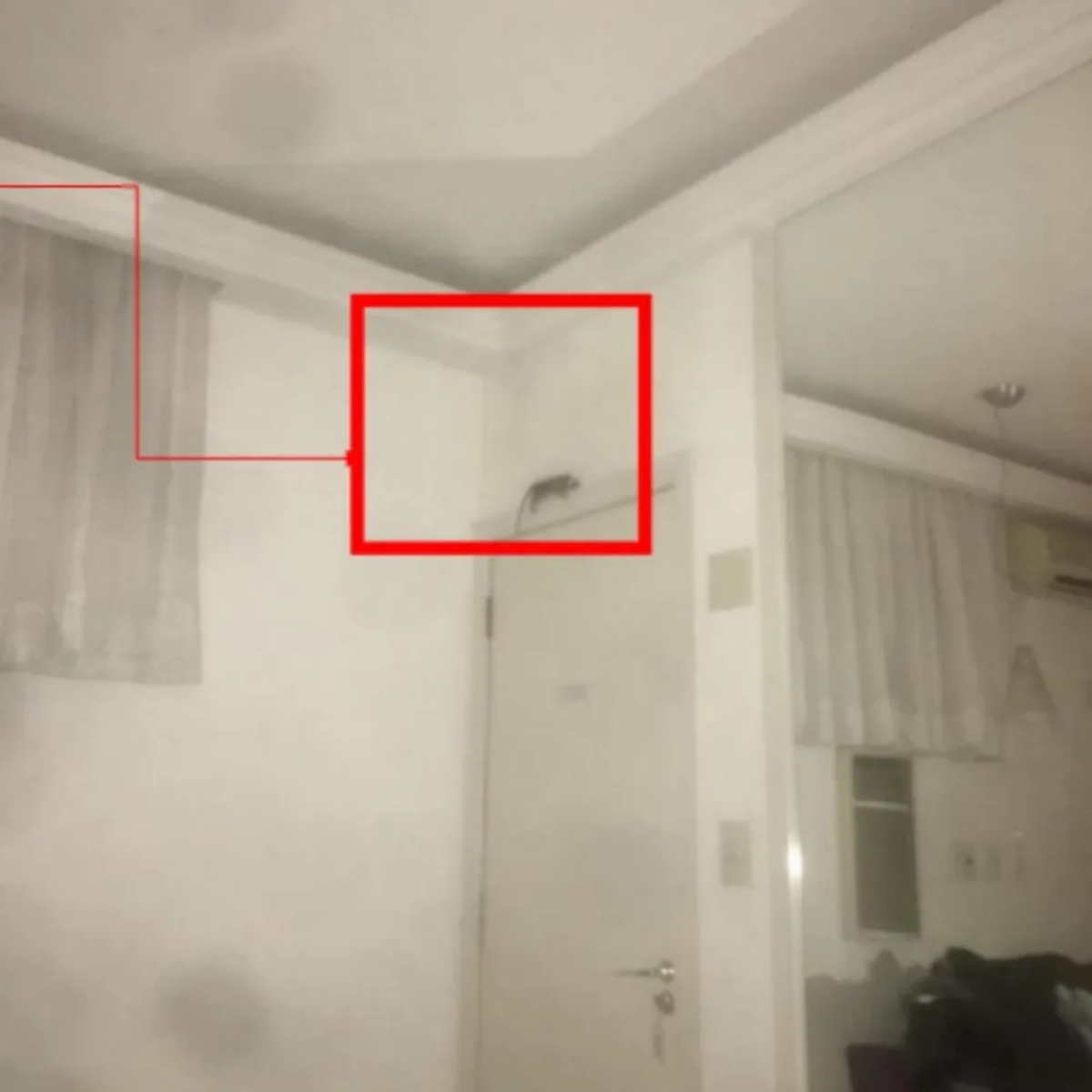  Ao acender a luz, percebeu um rato na parede do quarto, e o local da mordida estava sangrando. O casal ainda conseguiu tirar uma foto do animal. 
