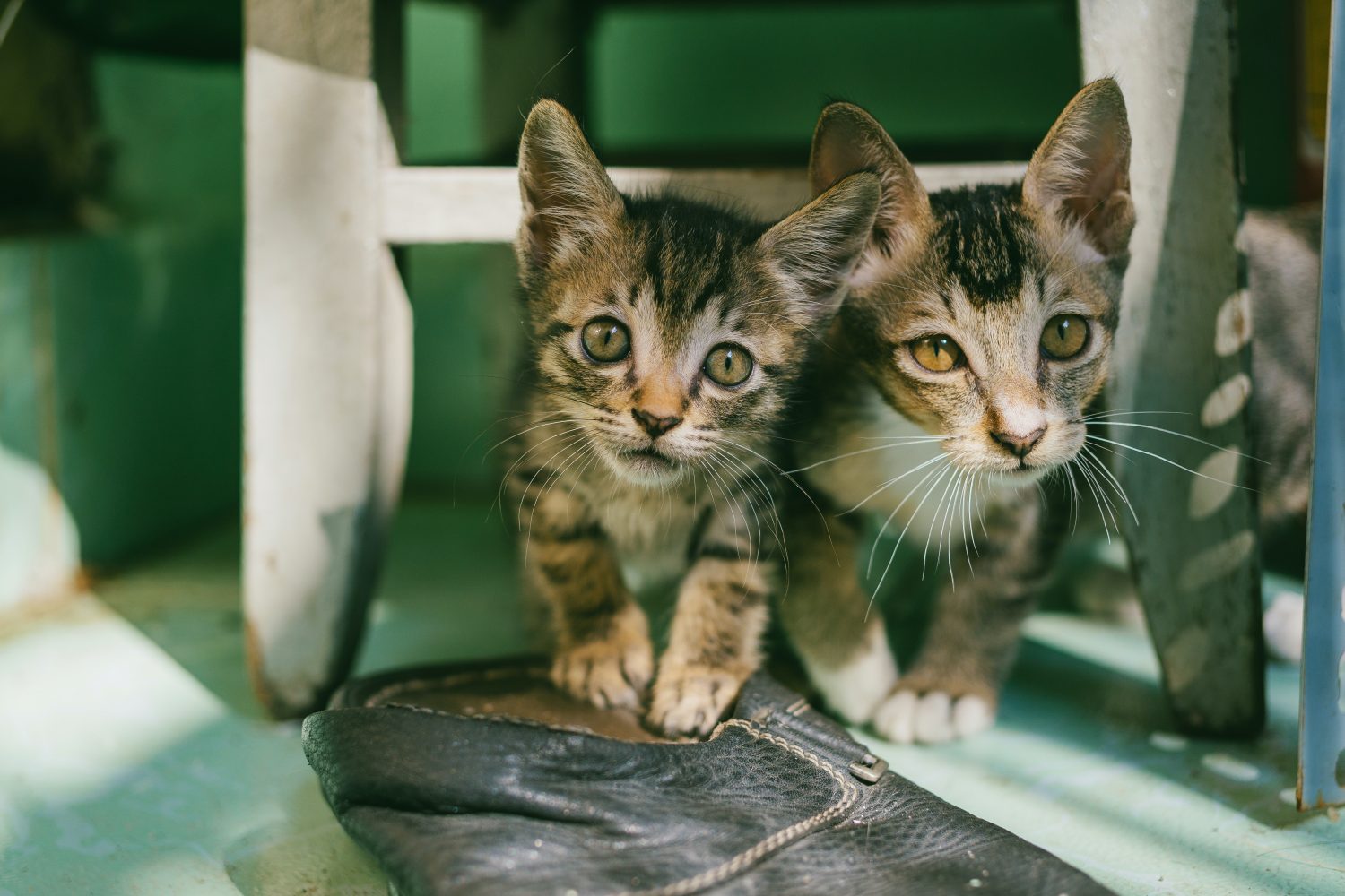 A chegada de um novo gatinho a casa