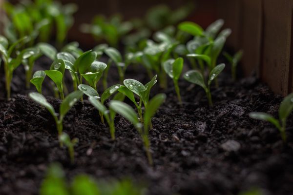 mudas de plantas