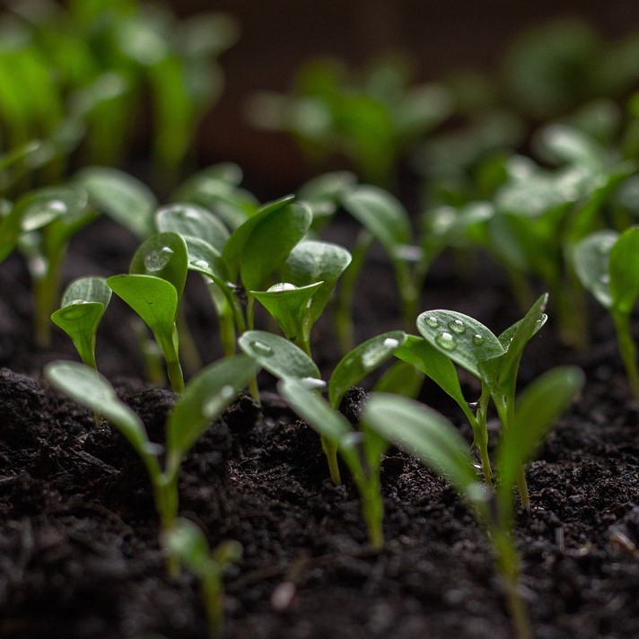  mudas de plantas 