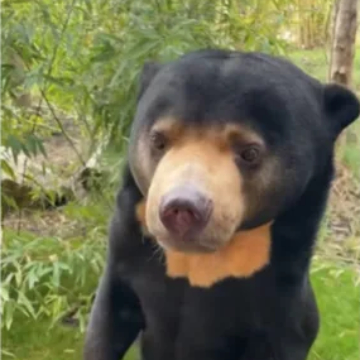  Nesta terça-feira (1º), um zoo da Inglaterra divulgou o vídeo de alguns de seus ursos com o mesmo comportamento do vídeo que viralizou. 