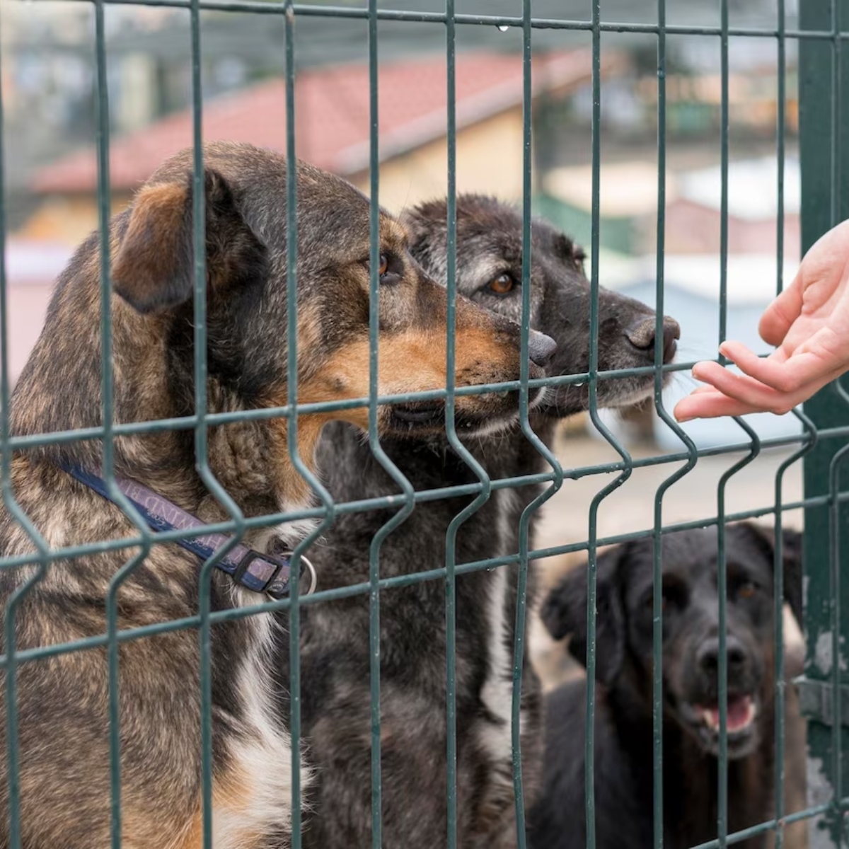  arena mundo ric tera adoção de animais 