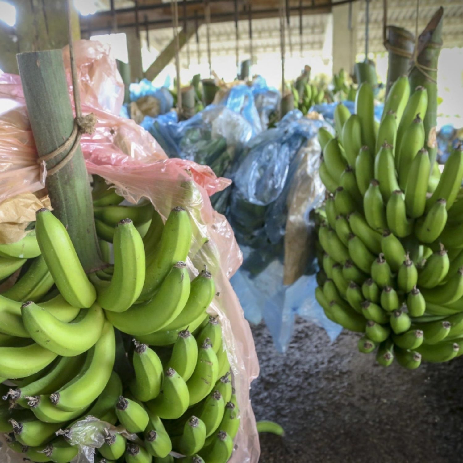  preço bananas sobre por causa de intempéries climáticas severas 