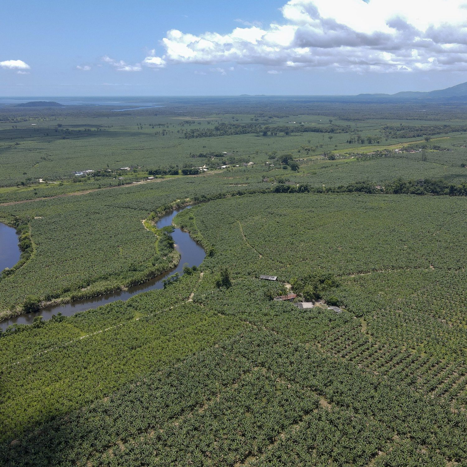  guaratuba é a maior produtora de bananas no Paraná 