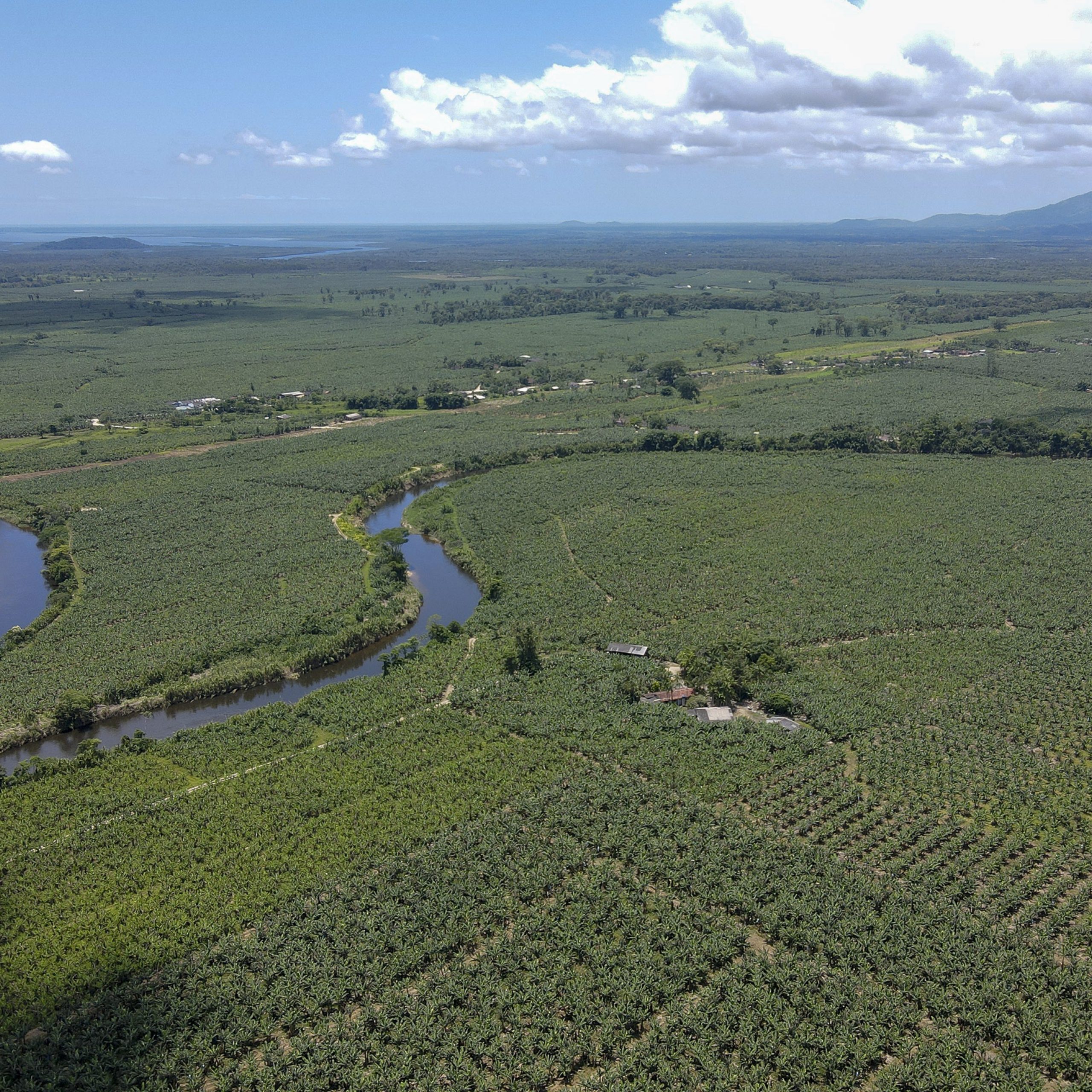 guaratuba é a maior produtora de bananas no Paraná