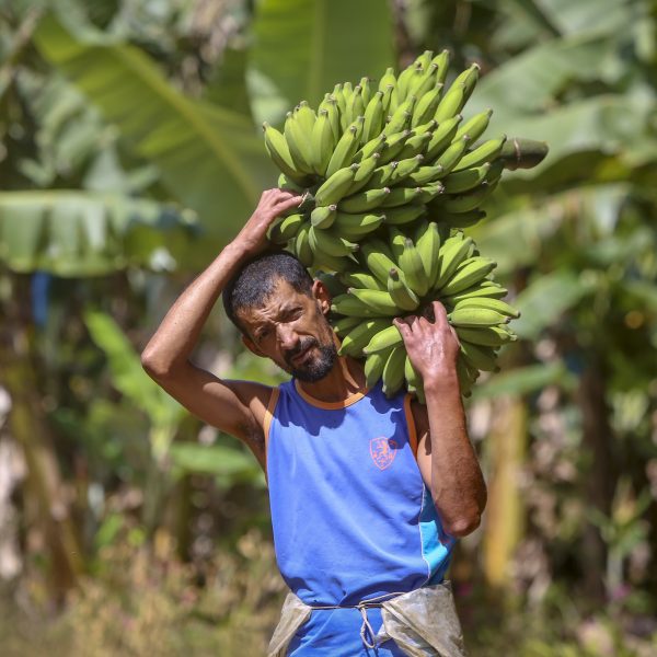 preço bananas sobre por causa de intempéries climáticas severas