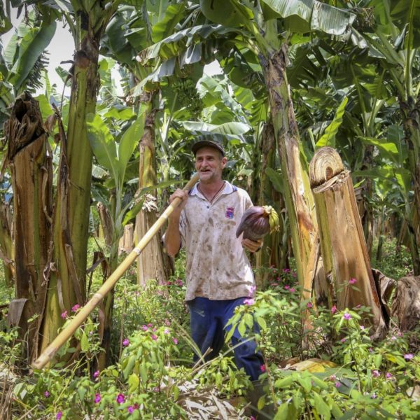 preço bananas sobre por causa de intempéries climáticas severas