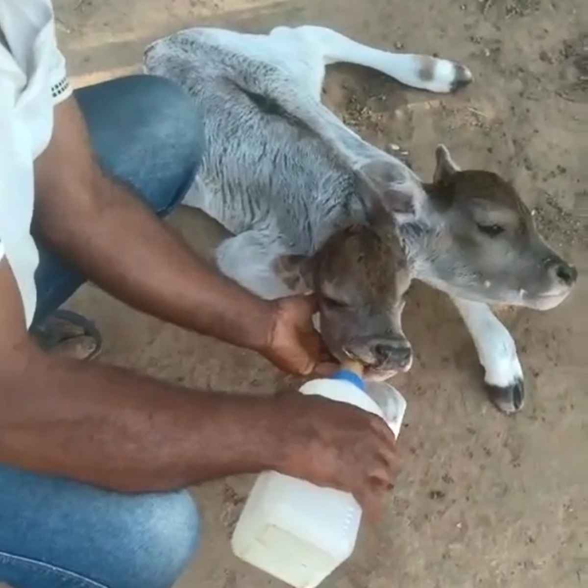  VÍDEO: Bezerra nasce com duas cabeças e morre dois dias depois; ASSISTA 