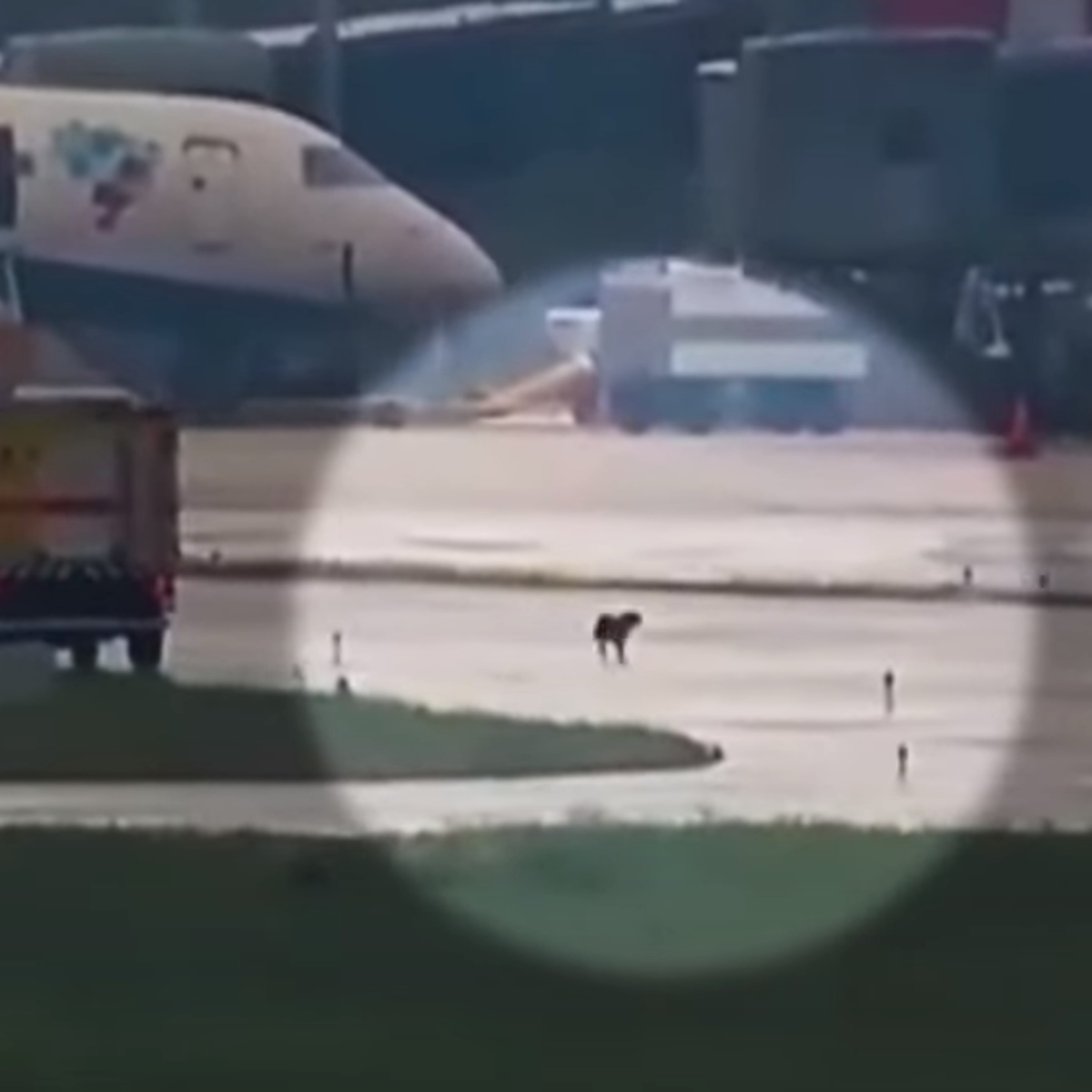  VÍDEO: Cachorro invade pista de aeroporto, corre de agentes e atrasa voos no PR m agentes de Curitiba 